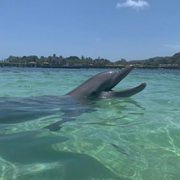 huespedes_saxaa_a3_resort_803.076