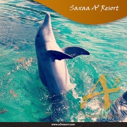 Posters saxaa a3 resort_20_Fotor80
