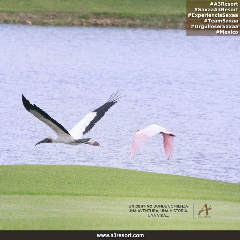 Posters saxaa a3 resort_52_Fotor4